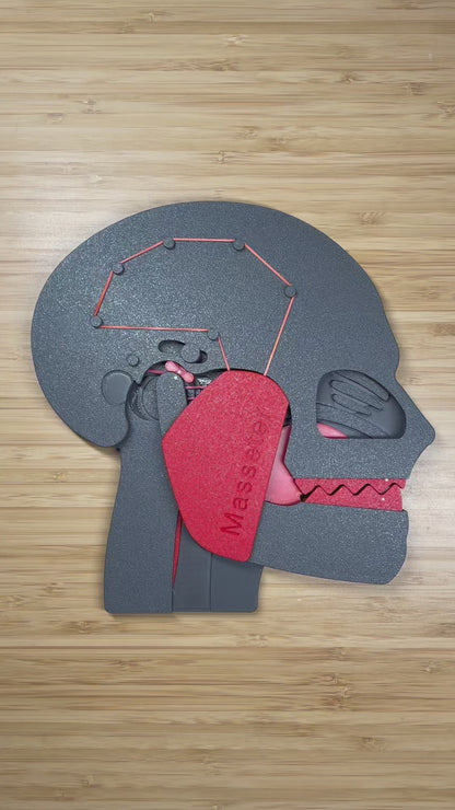 the TMJ (PREORDER SALE)